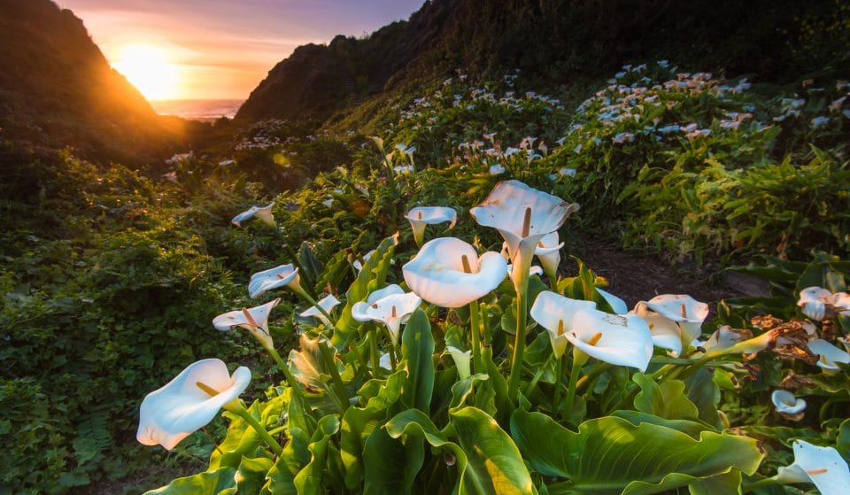This Hidden Valley In Big Sur Is Blooming With Hundreds Of Calla Lilies