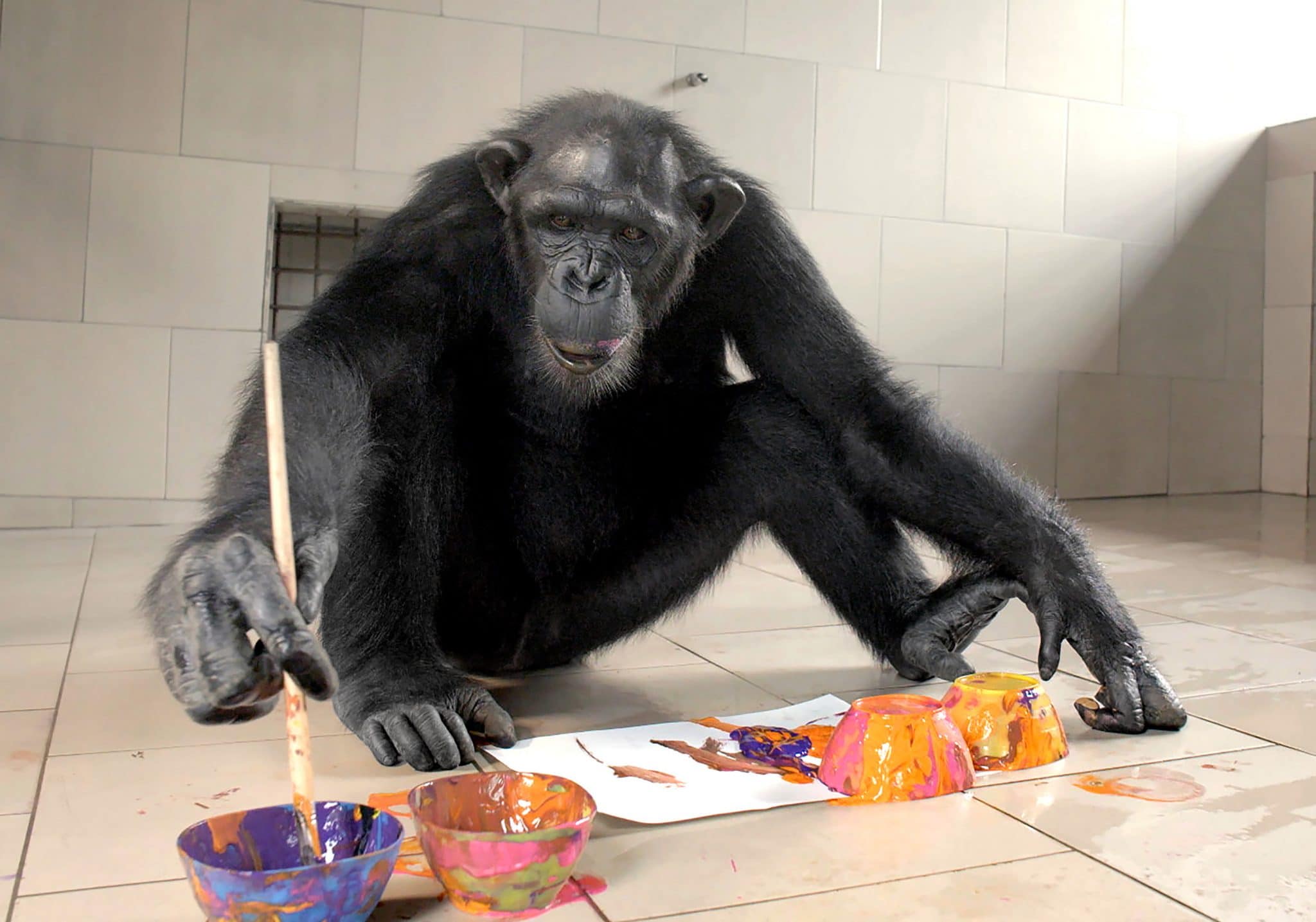 Chimp Amazon paints a picture as part of the enrichment program at Tchimpoounga. Courtesy of the Tchimpoounga Chimpanzee Rehabilitation Center and the Walt Disney Family Museum.