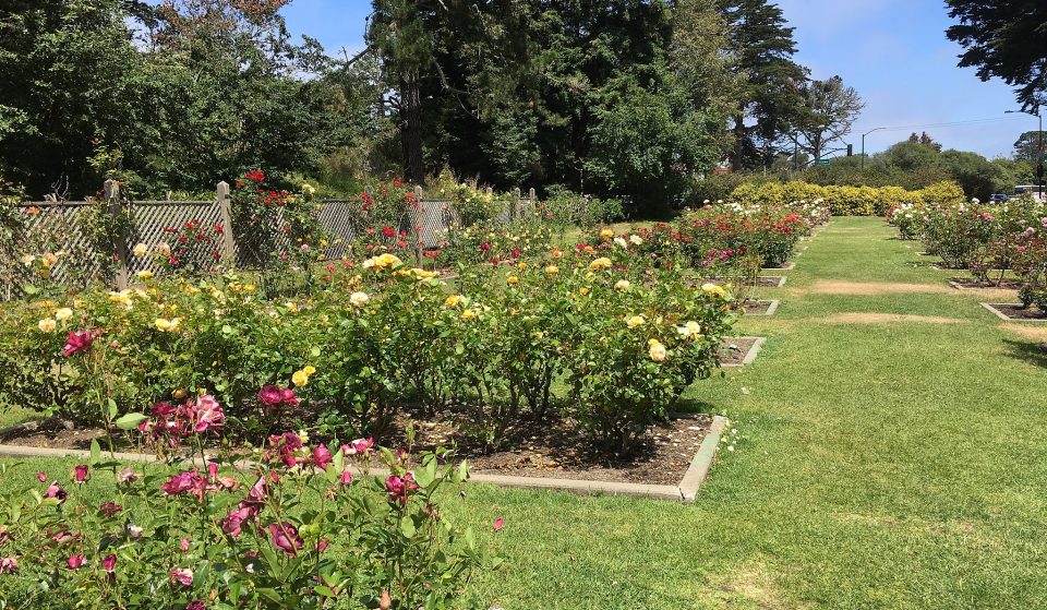 Golden Gate Park’s Vibrant Rose Garden Is Entering Peak Bloom