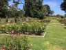 Golden Gate Park’s Vibrant Rose Garden Is Entering Peak Bloom