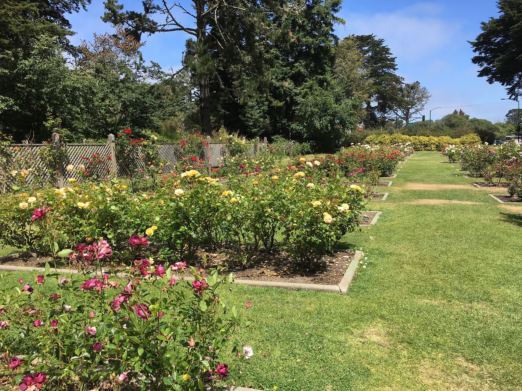 Golden Gate Park's Vibrant Rose Garden Is Entering Peak Bloom - Secret San  Francisco