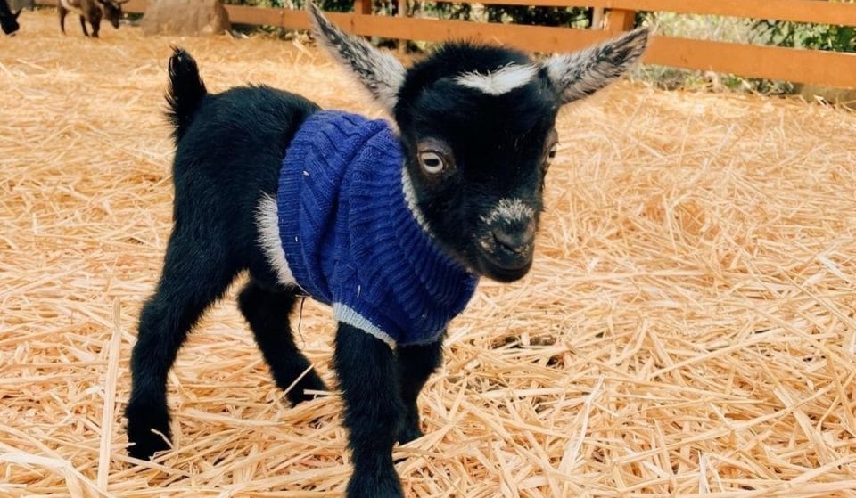 Add Goat Yoga In Half Moon Bay To Your Self-Care Routine
