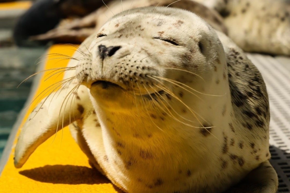 A harbor seal pup basks in the sun at the Marine Mammal Center.