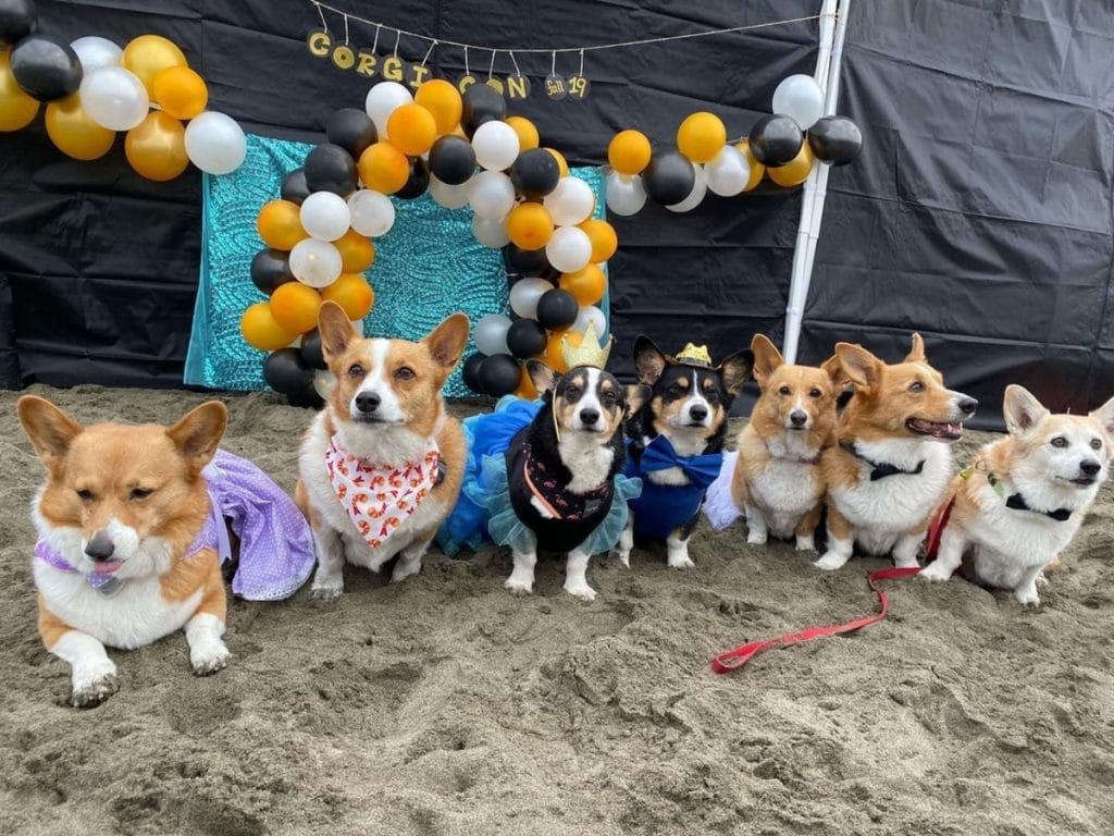 Hundreds Of Corgis Will Take Over SF’s Ocean Beach This Saturday 6/18