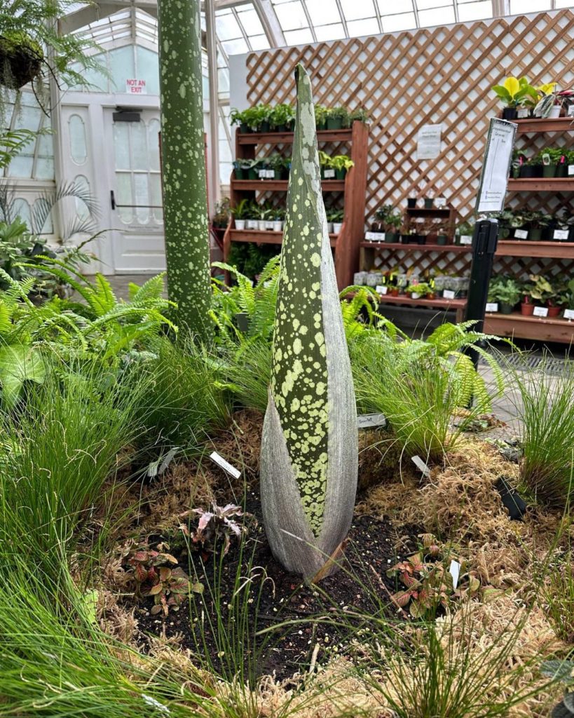 Corpse flower bud at Conservatory of Flowers