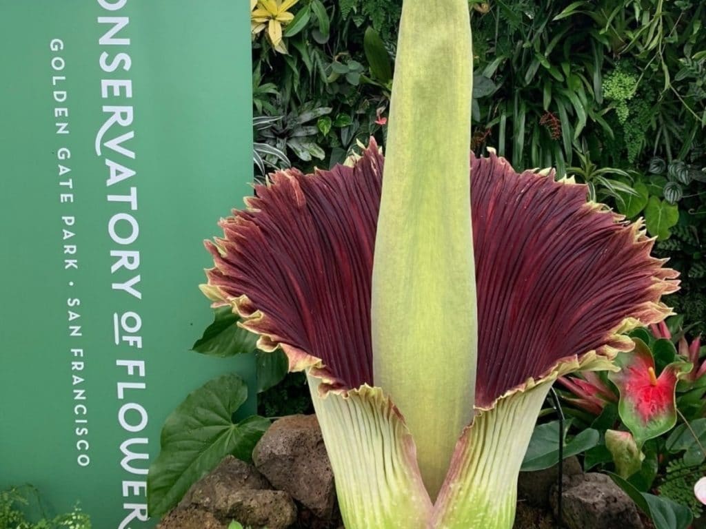 The Conservatory of Flowers' giant green and purple corpse flower in full bloom in 2020.