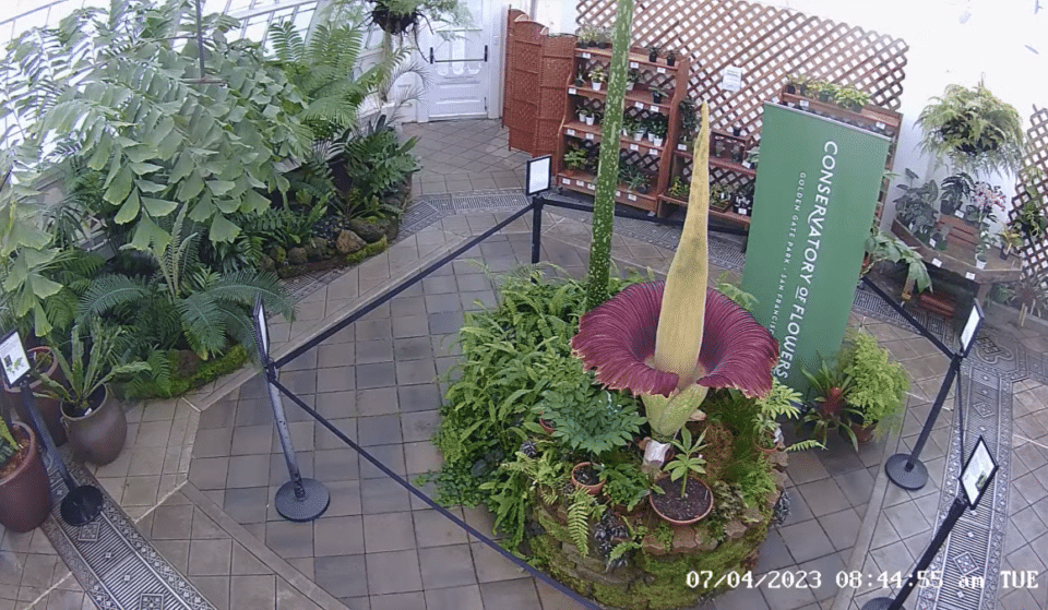The Conservatory’s Stinky Corpse Flower Is Officially Blooming!