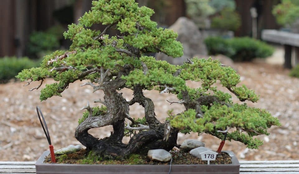 Oakland’s Charming Bonsai Garden Is Free To Visit And Completely Volunteer-Run