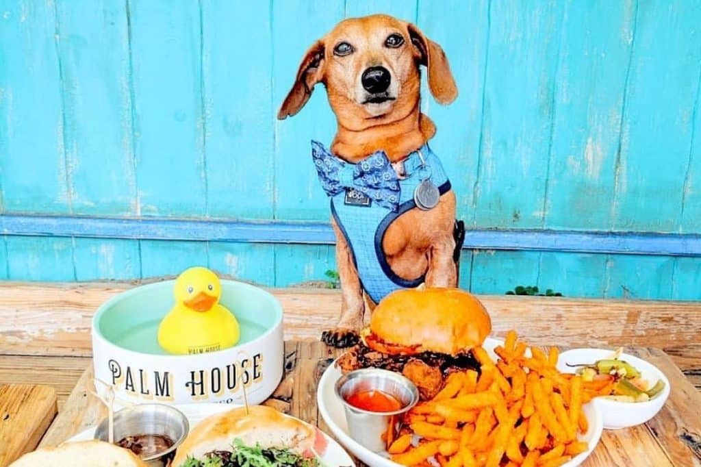 10 Exceptional Dog-Friendly Restaurants And Bars In San Francisco