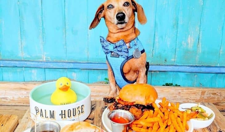 10 Exceptional Dog-Friendly Restaurants And Bars In San Francisco