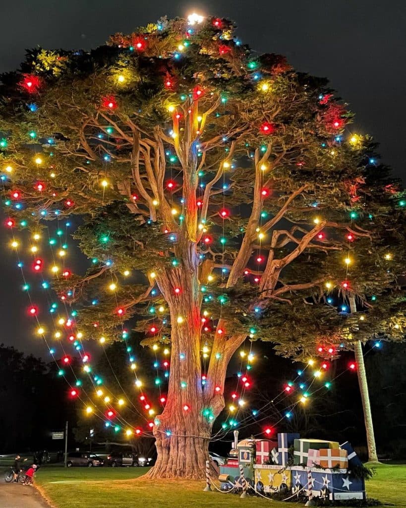 Uncle John's Tree, a large Monterey Cypress, decorated with rainbow holiday lights in Golden Gate Park