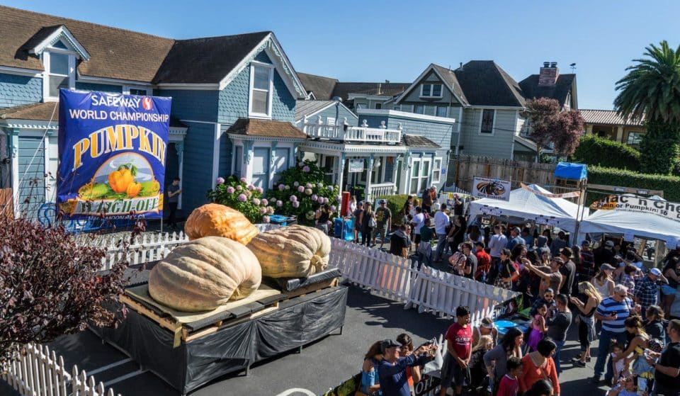 51st Half Moon Bay Pumpkin Festival: Gourd Big Or Gourd Home