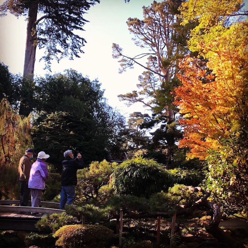 Japanese Tea Garden, Fall Foliage Bay Area