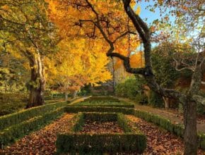 8 Gorgeous Places To See Fall Foliage In the Bay Area