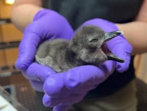 2 Baby Penguins Hatch At California Academy of Sciences