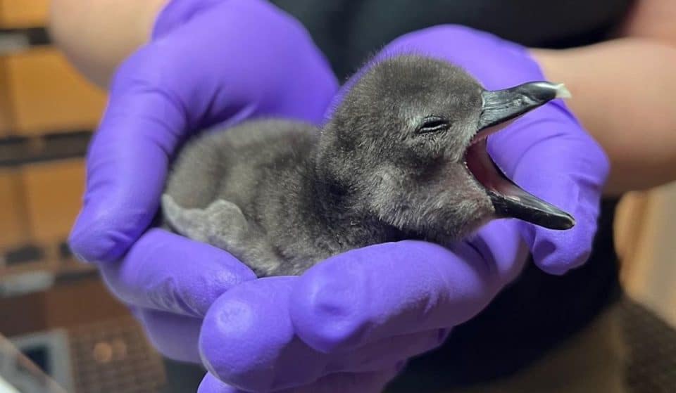 2 Baby Penguins Hatch At California Academy of Sciences