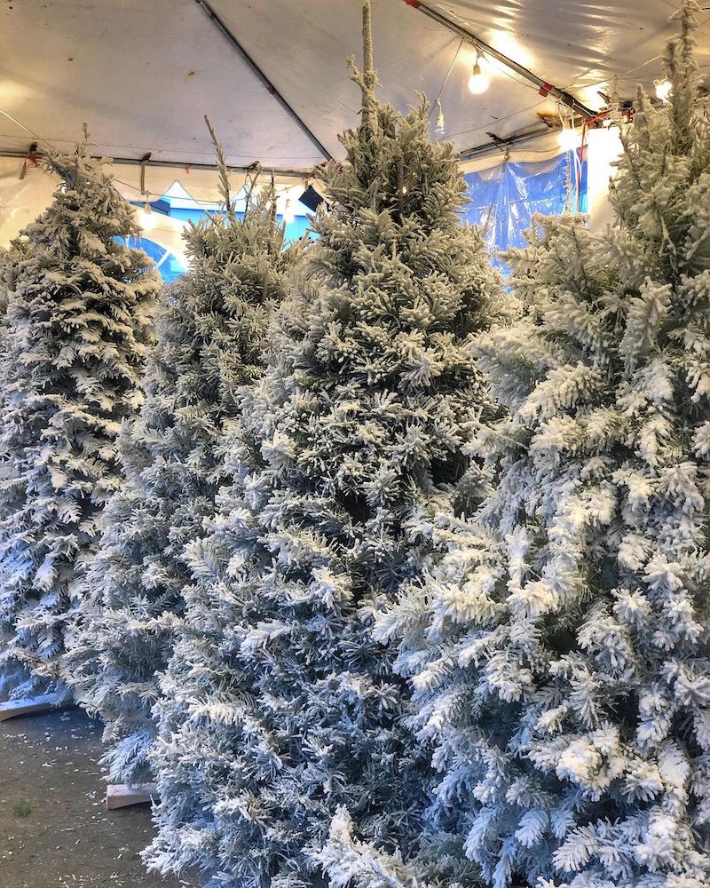 11 Places To Find A Christmas Tree In SF Secret San Francisco