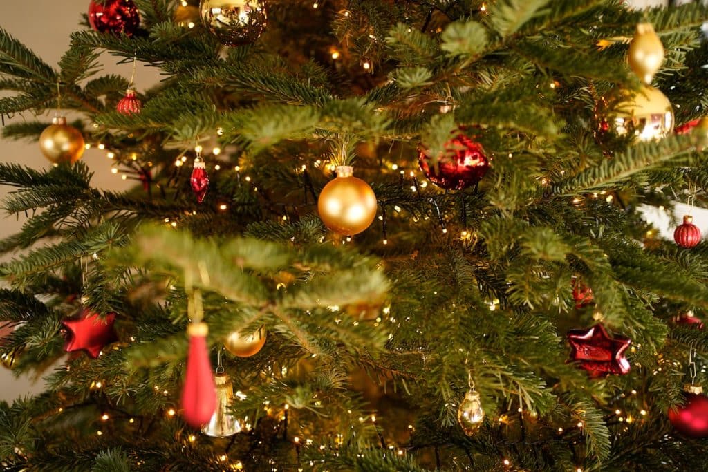 11 Places To Find The Perfect Christmas Tree In SF