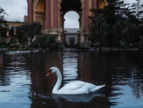 SF Icon, Blanche The Swan, Has Died At Age 28