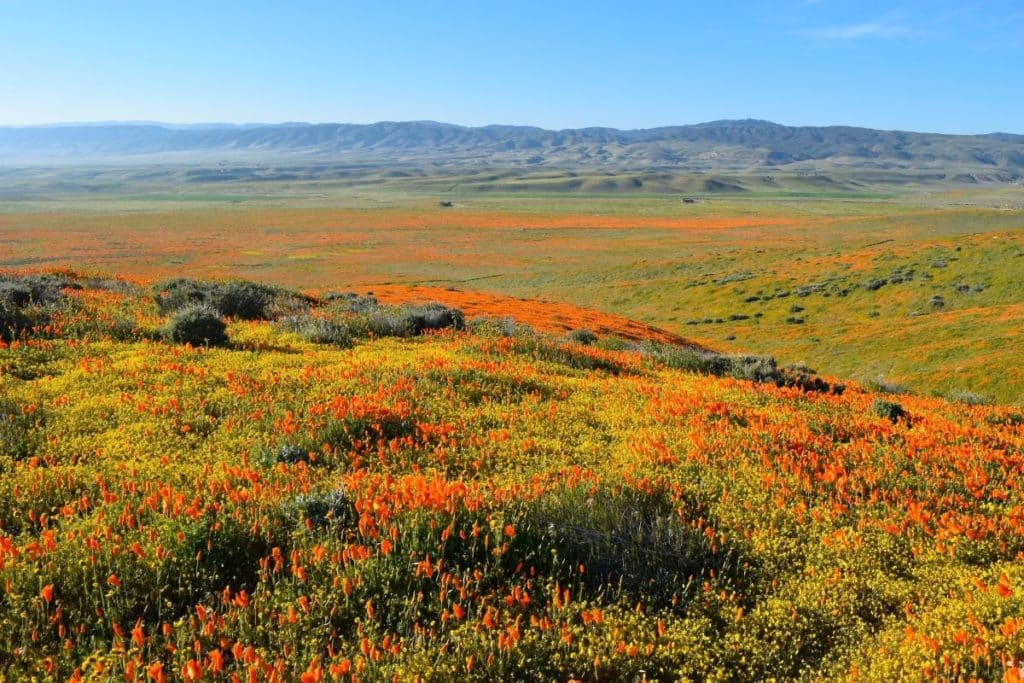 A field of orange California poppies under a blue sky.
