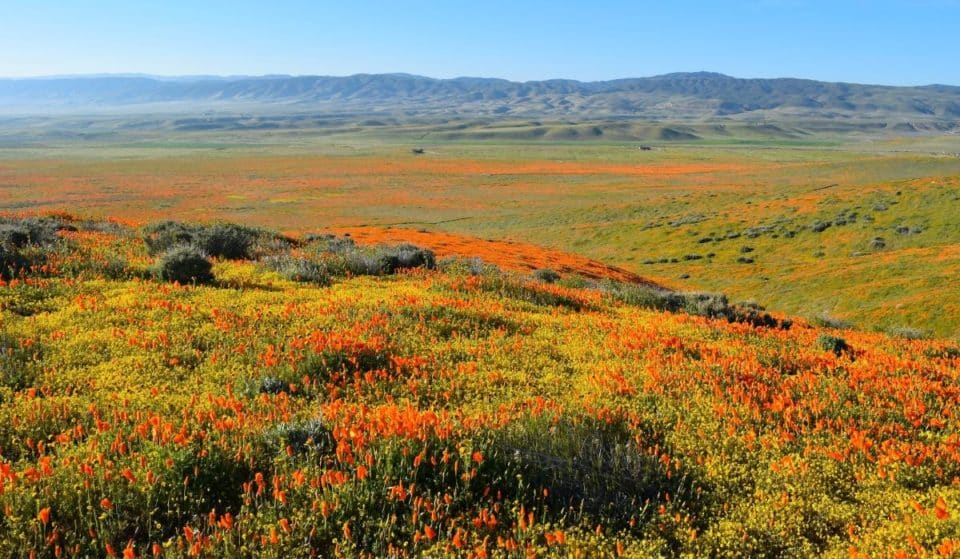 CA’s Heavy Rains Could Bring Major ‘Superblooms’ In 2023
