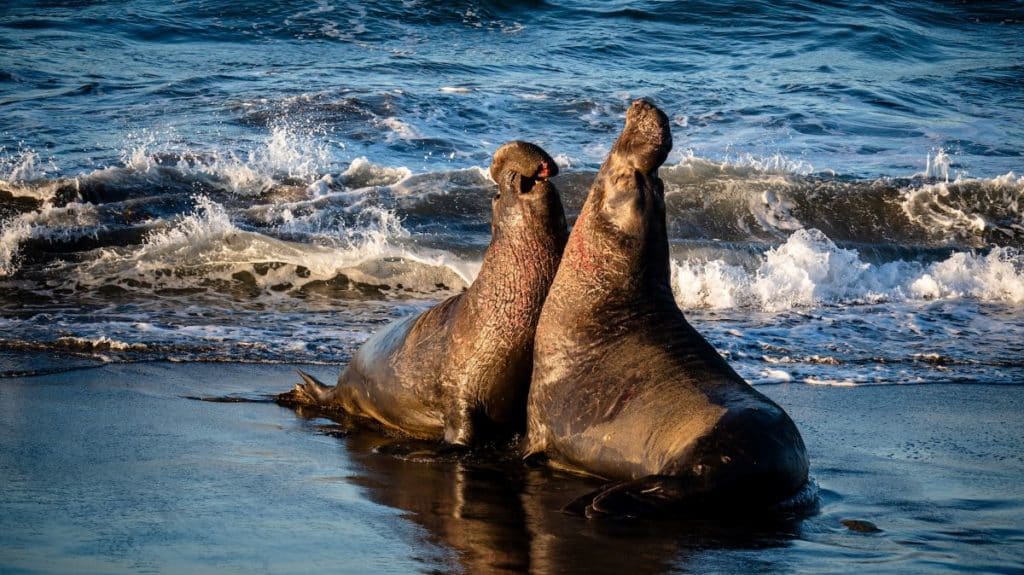 Two male elephant seals fight in raised postures on the beach.
