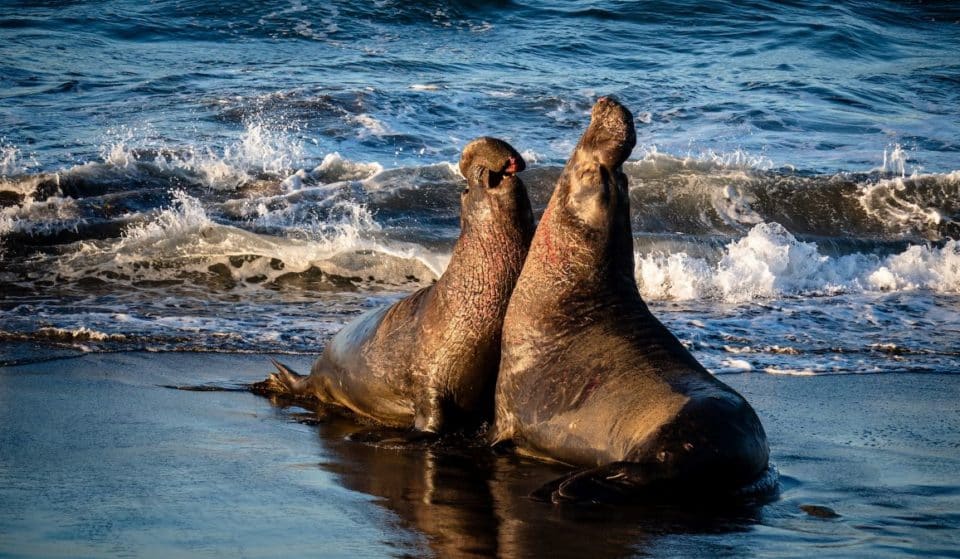 It’s Elephant Seal Season In California! Here’s What You Need To Know