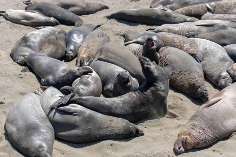 How To Visit Elephant Seals In California Secret San Francisco