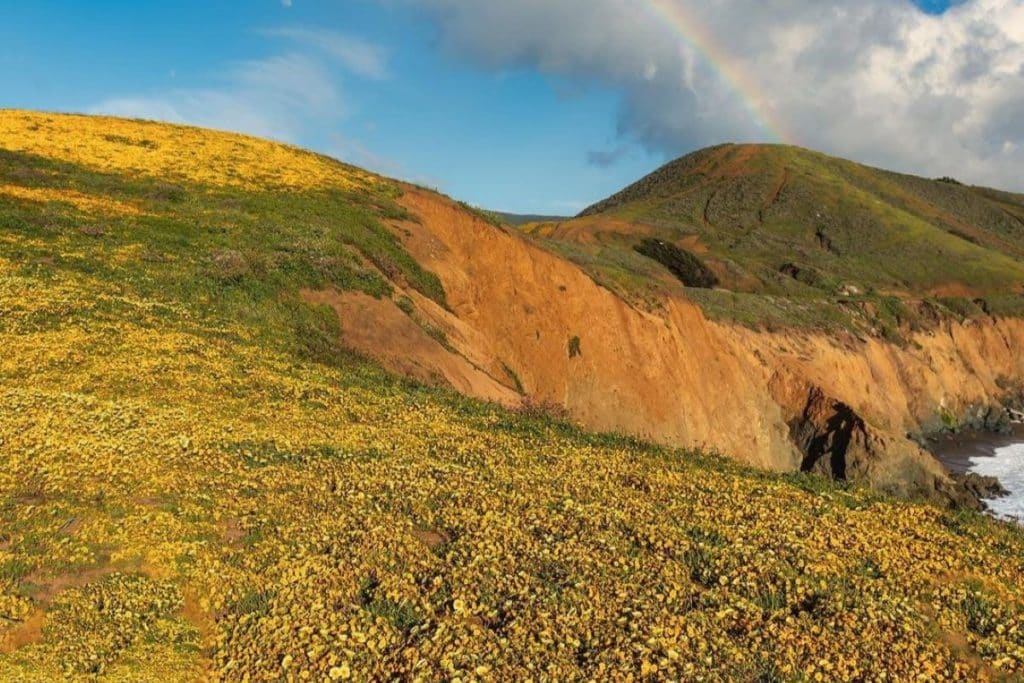 A field of yellow flowers below a rainbow at Mori Point in Pacifica, CA.