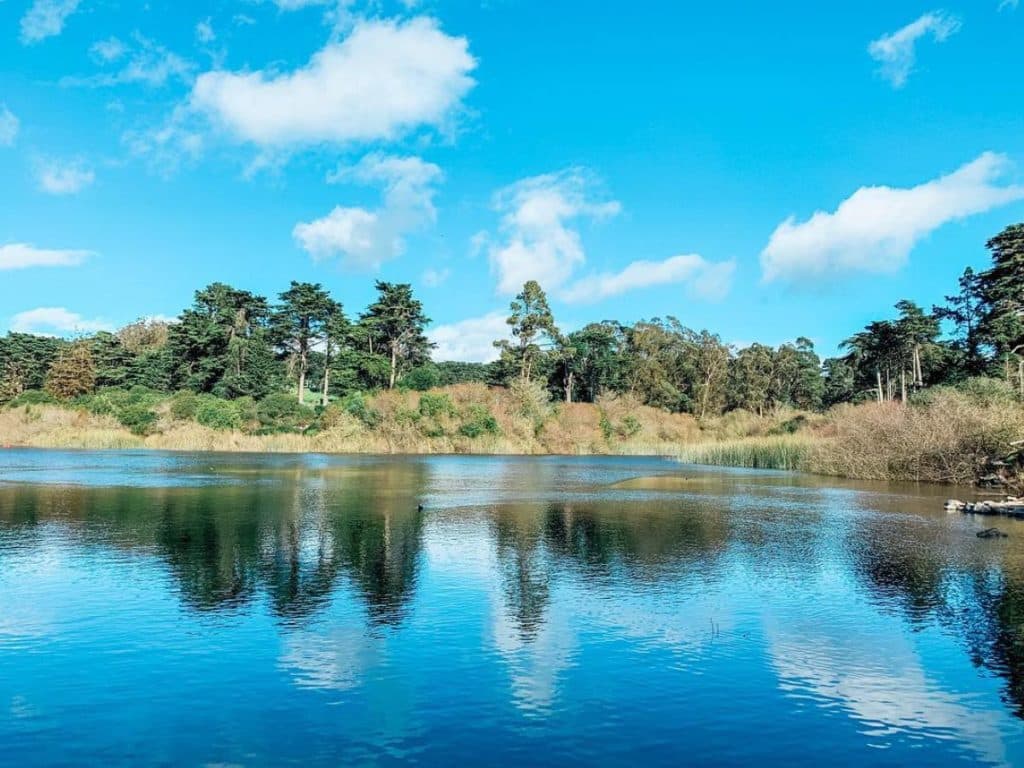A peaceful lake reflects the blue sky and natural treeline of SF's Presidio.