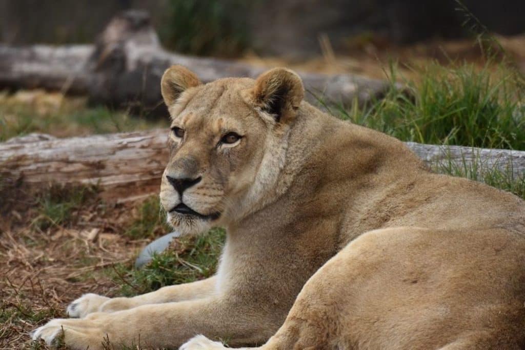Lioness at SF Zoo