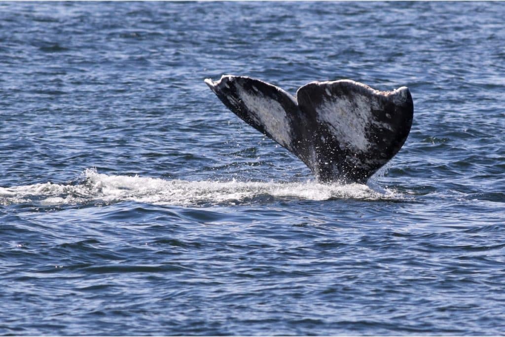 A gray whale's tail rises out of the water.