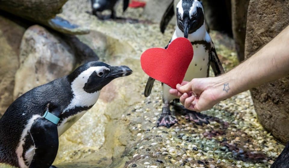 Watch Adorable Penguin Couples Exchange Valentines At The Academy of Sciences