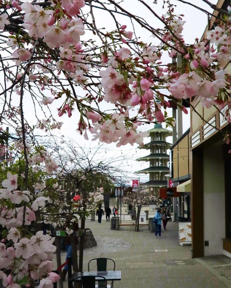 Cherry tree in bloom in Japantown with Peace Plaza in the background.