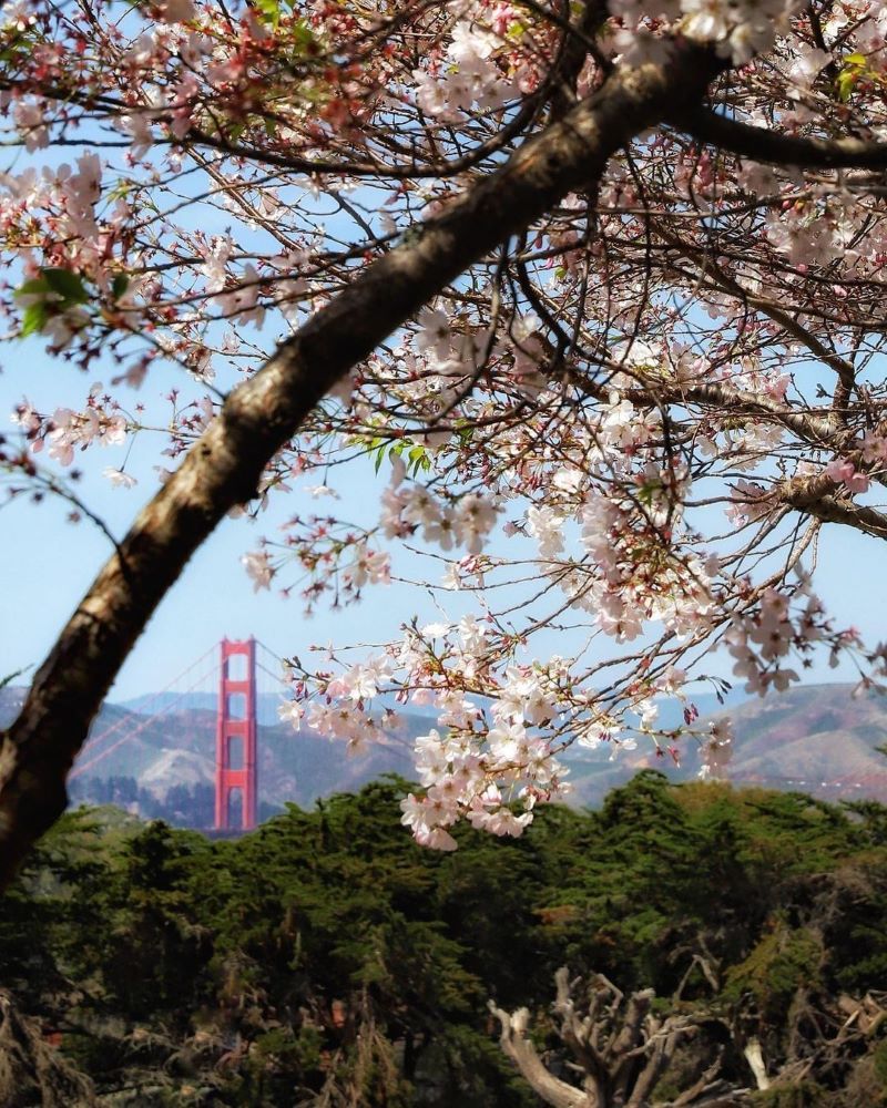 A cherry tree blooms with the Golden Gate Bridge in the background.