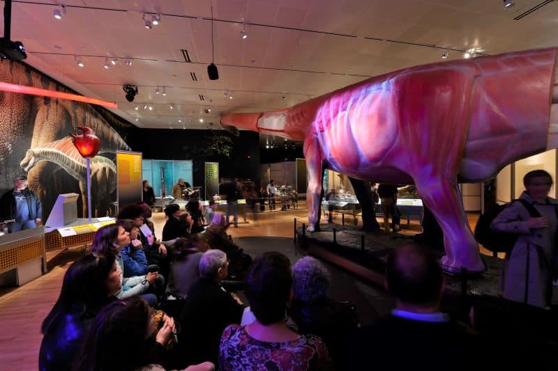 Guests look at a 60-foot-long model of Mamenchisaurus with projections depicting its musculature and bone structure.