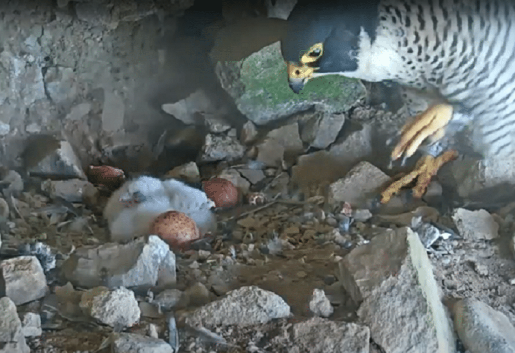 Peregrine falcons hatching chicks