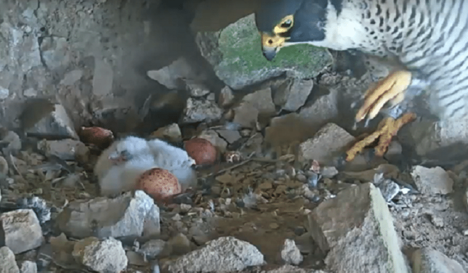 Peregrine Falcons On Alcatraz Island And UC Berkeley Welcome Hatchlings
