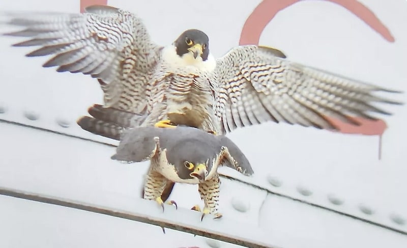 Peregrine falcons mating on Alcatraz Island