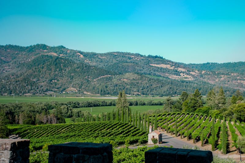 View of vineyards and foothills in Calistoga