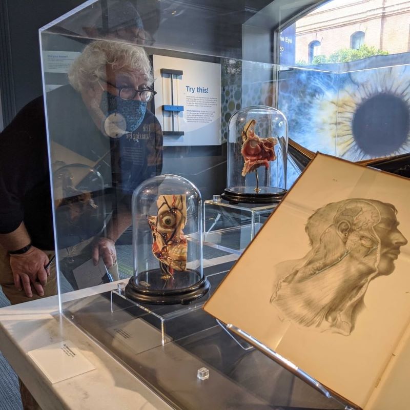 A man looks at anatomical models and drawings of facial anatomy pertaining to the eye.