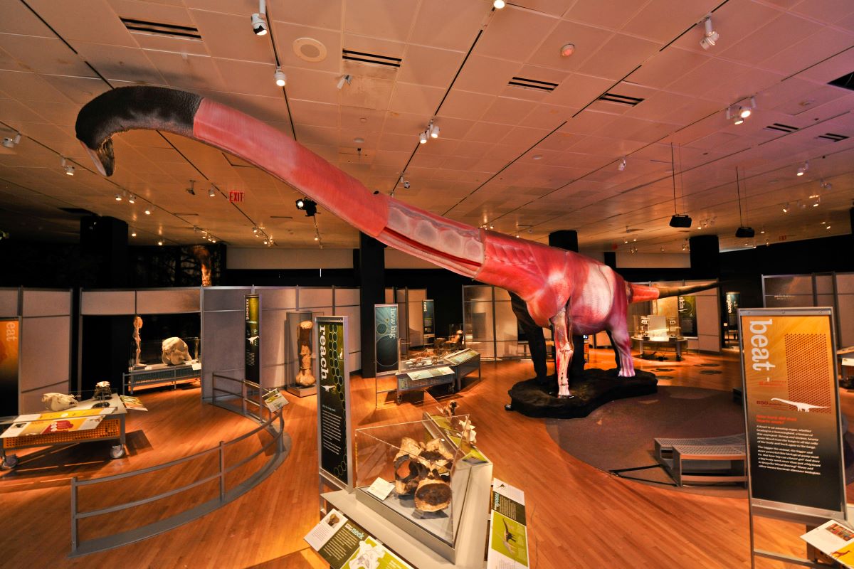 A life-size sauropod dinosaur featuring video projections that depict its body functions.