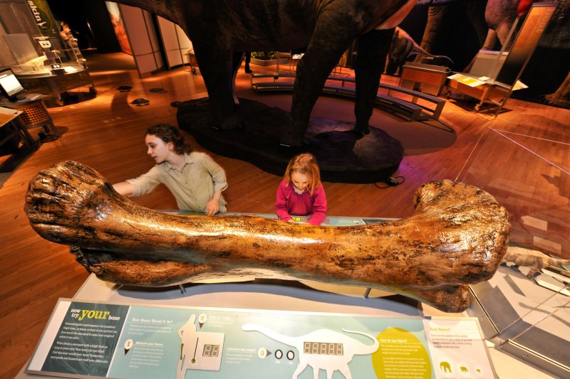 Two children look at a model of a giant sauropod femur.