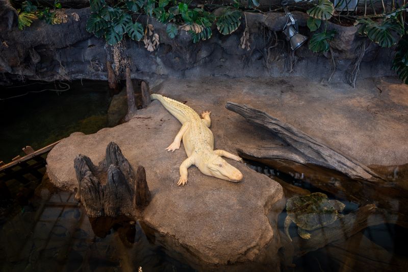 Claude the albino alligator lays on a rock at the Academy of Sciences.