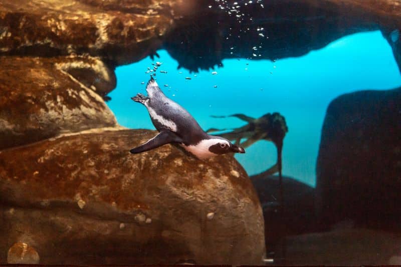 A penguin swims in a tank at the Academy of Sciences.
