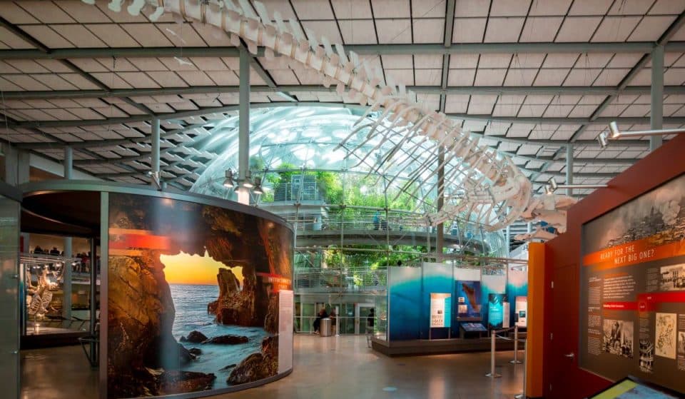 How To Spend A Day At The California Academy Of Sciences