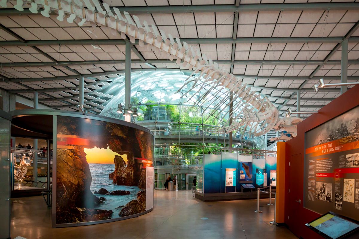 Interior of CA Academy of Sciences with view of rainforest dome.