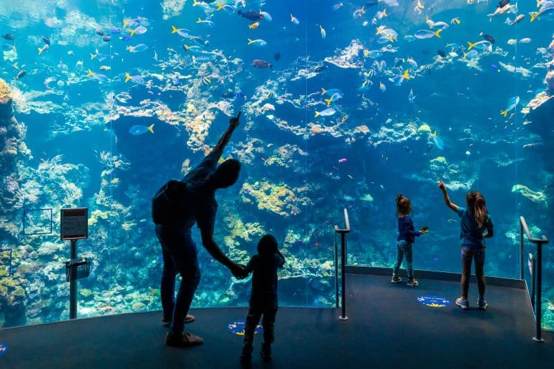 An adult and 3 children look at the Philippine Coral Reef tank at the Academy of Sciences.
