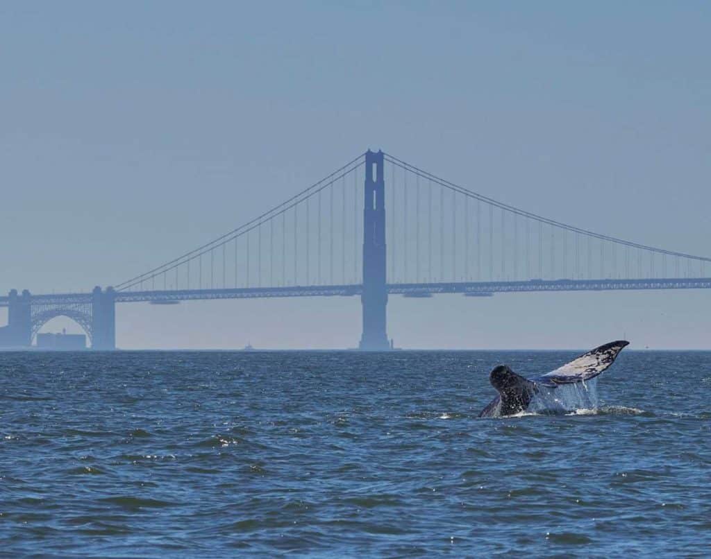 A gray whale tail lifts out of the water in front of the Golden Gate Bridge.
