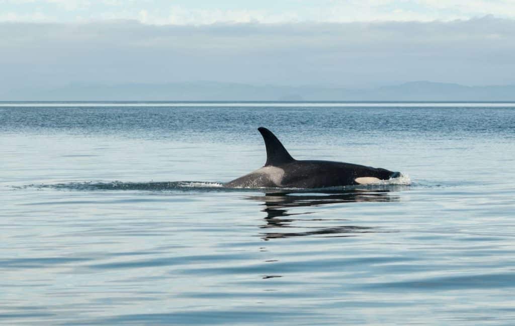 A killer whale breaches in calm ocean water.